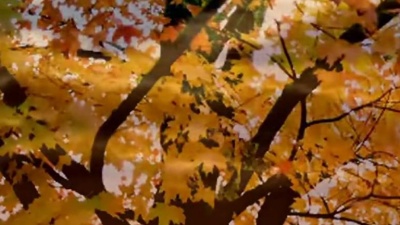 Richard Clayderman - Nostalgia