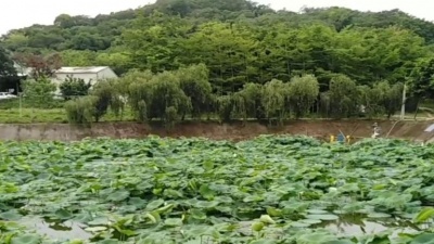 佳友天成 - 无量心古曲，荷塘绿意浓。