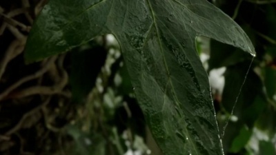 Ludovico Einaudi - The Tree
