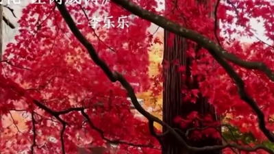 李乐乐 - 让花成花 让树成树