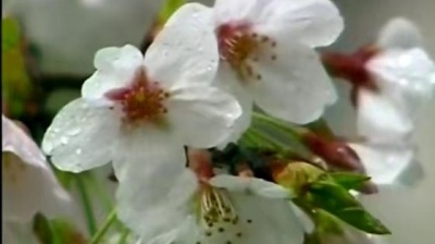 罗中旭 - 相信自己