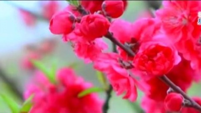 刘超华 - 梅花腊月开