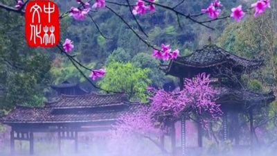 秦芹 - 东篱花雨