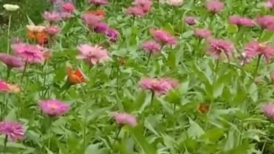 哈利Halleeee - 林翠萍一首《偷偷爱着你》经典老歌，旋律让人久久回味！
