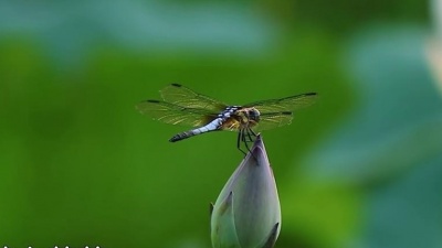 老范儿 - 情网