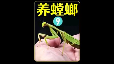沧海一声笑 - 螳螂捕蝉的螳螂如何养？