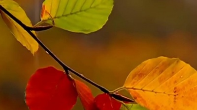 Andre Rieu、Johann Strauss Orchestra - Adagio In G Minor (Tomaso Albinoni)