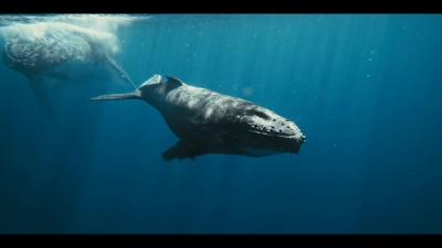 Ummet Ozcan - Ocean's Voice