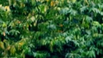 林文荪、黄淑惠、Anna庄启馨 - 有一朵花开在我的身体里
