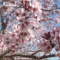 Antena - Cielo