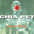 Chia Pet - Kindergarten
