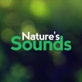 Nature Sounds - Birds by a Runnel