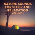 Michael Hamilton - Canopy Sounds: Birds