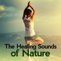 The Healing Sounds of Nature - Birds at the Resevoir