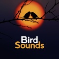 Bird Sounds - Calm Flow