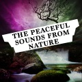 Nature Sounds - The Birds Above