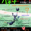 千月兔、赤炼吶 - 有点甜