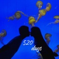 黛西的津威呢 - 520 days