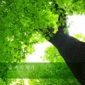 풍경소리 - 숲 속의 향기