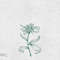 猫妖玲子 - flos