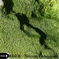 Koer - Nitrone Formation