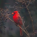 milena - Bird