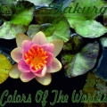 Yakuro - Pink... The Color of Love
