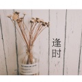 诗篁 - 逢时
