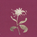 祈言喵 - Flos