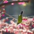 笛在月明楼、Saiakoup - 金鸡报晓