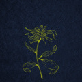推 - flos
