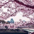 Loafy Building - Blossom Runway
