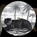 tigerskin - Lied