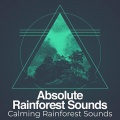 Calming Rainforest Sounds - Gentle Stream Bird Songs