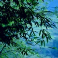 苏涉水、蔡明希-不才 - 似平生
