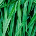 White Noise Research、Sleeping Music Experience、The Relaxing Sounds of Swedish Nature - Calming Rains Meditation
