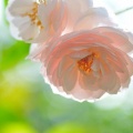 花和心理 - through the years far away