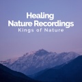 Kings of Nature - Leaves Under Rain