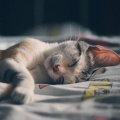 Baby Sleep Through the Night、Deep Relaxation Meditation Academy、SPA - Relaxation Dreams