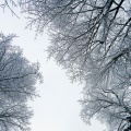 Canções de Natal、Christmas Songs for Kids All Stars、Christmas Celebrities - Getting in the Spirit