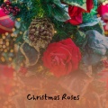 Burl Ives - Roses and Orchids