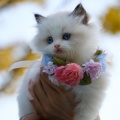 Music for Pets Library、Music for Cats TA、Jazz Music Therapy for Cats - Ambient Atmosphere