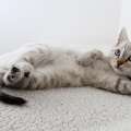 Music For Cats、Music for Relaxing Cats、Cat Music Therapy - Sleep Time