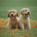 Music For Dogs Peace、Music for Calming Dogs、Pet Care Music Therapy - Lullaby