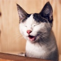 Music For Cats、Music For Cats Peace、Music for Cats TA - Ambient Sounds