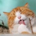 Music For Cats、Music for Resting Cats、Calm Music for Cats - Tone of Silence