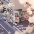 小朴、王矜持 - 除了春天爱情和樱花