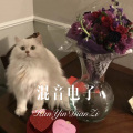 林书音 - 在没你的很久以后