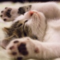 Music For Cats、Pet Care Music Therapy、Cat Music Dreams - Clear Blue Water