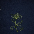 沐戈 - flos